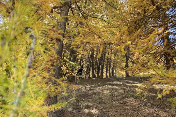 Chemin des cascades en automne en vallée de la Clarée - Hautes-Alpes